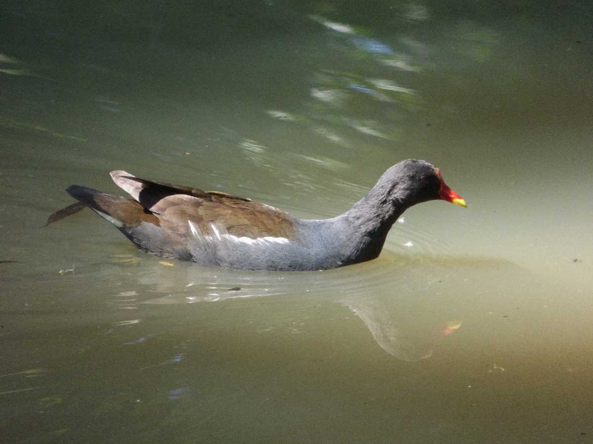 Kings Heath Park (May 2020)